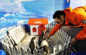 Harbin Polarland Penguin